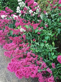 Close-up of pink flowers