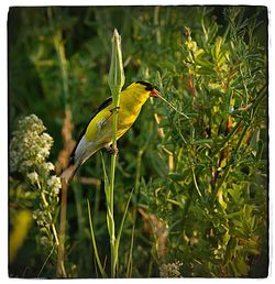 Close-up of bird perching on plant