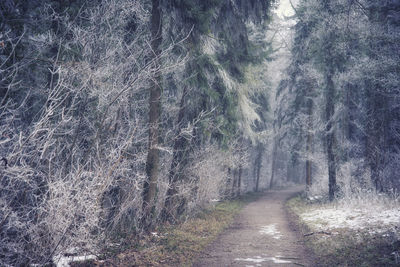 Close-up of trees in forest against sky