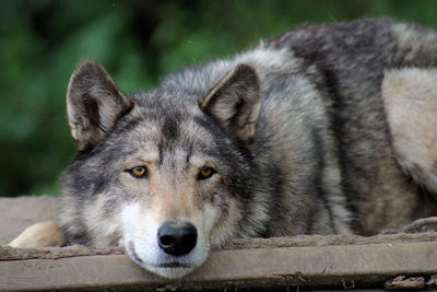 Close-up portrait of a dog