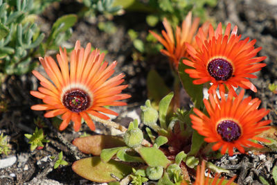 High angle view of orange flower