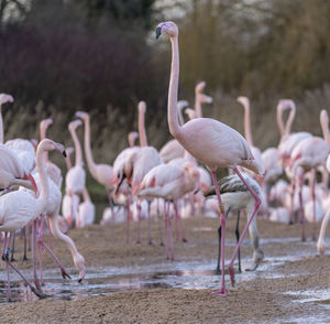 The slimbridge wildfowl and wetlands reserve in gloucestershire, england, uk