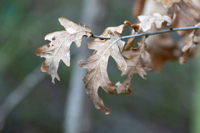 Close-up of dry leaves on plant