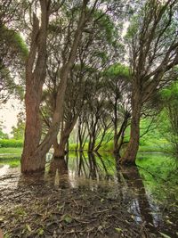 View of a tree trunk in the forest