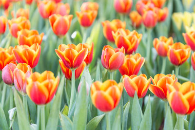 Close-up of red tulips