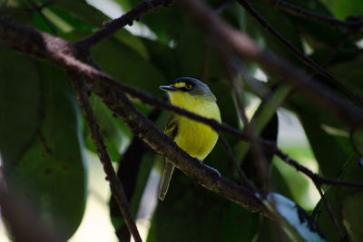 Bird perching on branch