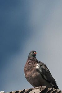 Low angle view of bird perching against clear sky