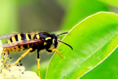 Close-up of insect on leaf