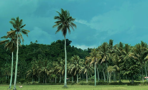 Palm trees on field against sky