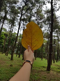 Woman holding autumn leaves in forest