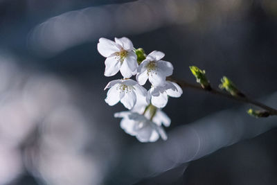 Close-up of white flowers