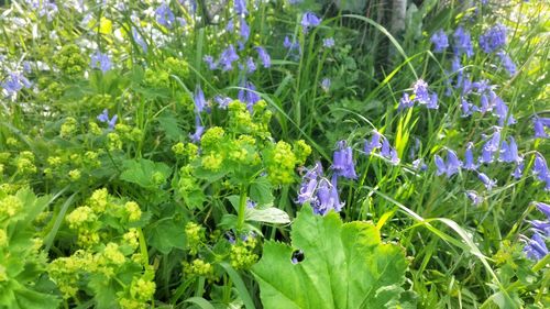 Close-up of purple flowers blooming in field