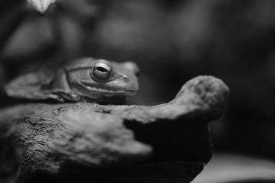 Close-up of frog on rock