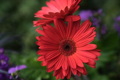 Close-up of red flower