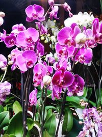 Close-up of pink flowers