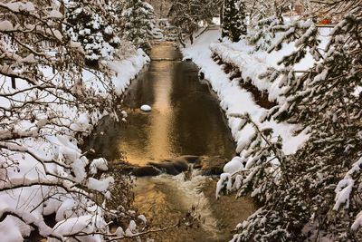 Snow on tree during winter