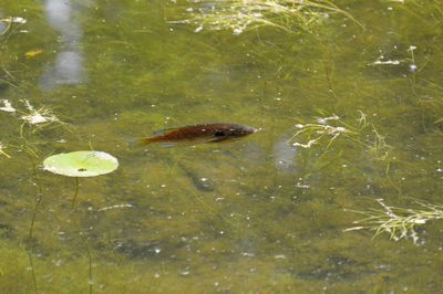 High angle view of fish swimming in lake