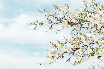 Background of almond blossoms tree and sky. cherry tree with tender flowers. amazing beginning