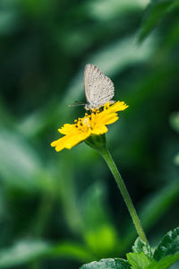 Close-up of butterfly pollinating on flower