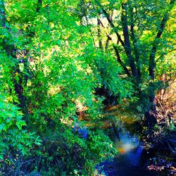 Trees in forest