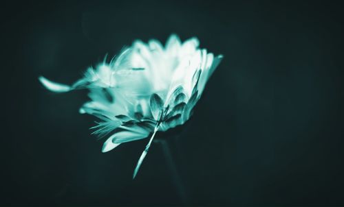 Close-up of dandelion flower against black background
