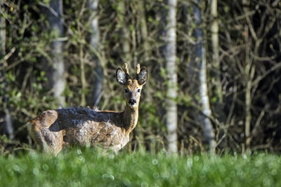 Portrait of an animal on land