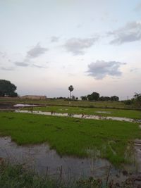 Scenic view of field against sky