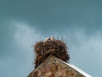 Low angle view of birds perching on nest against sky