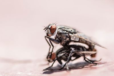 Extreme close up of insect