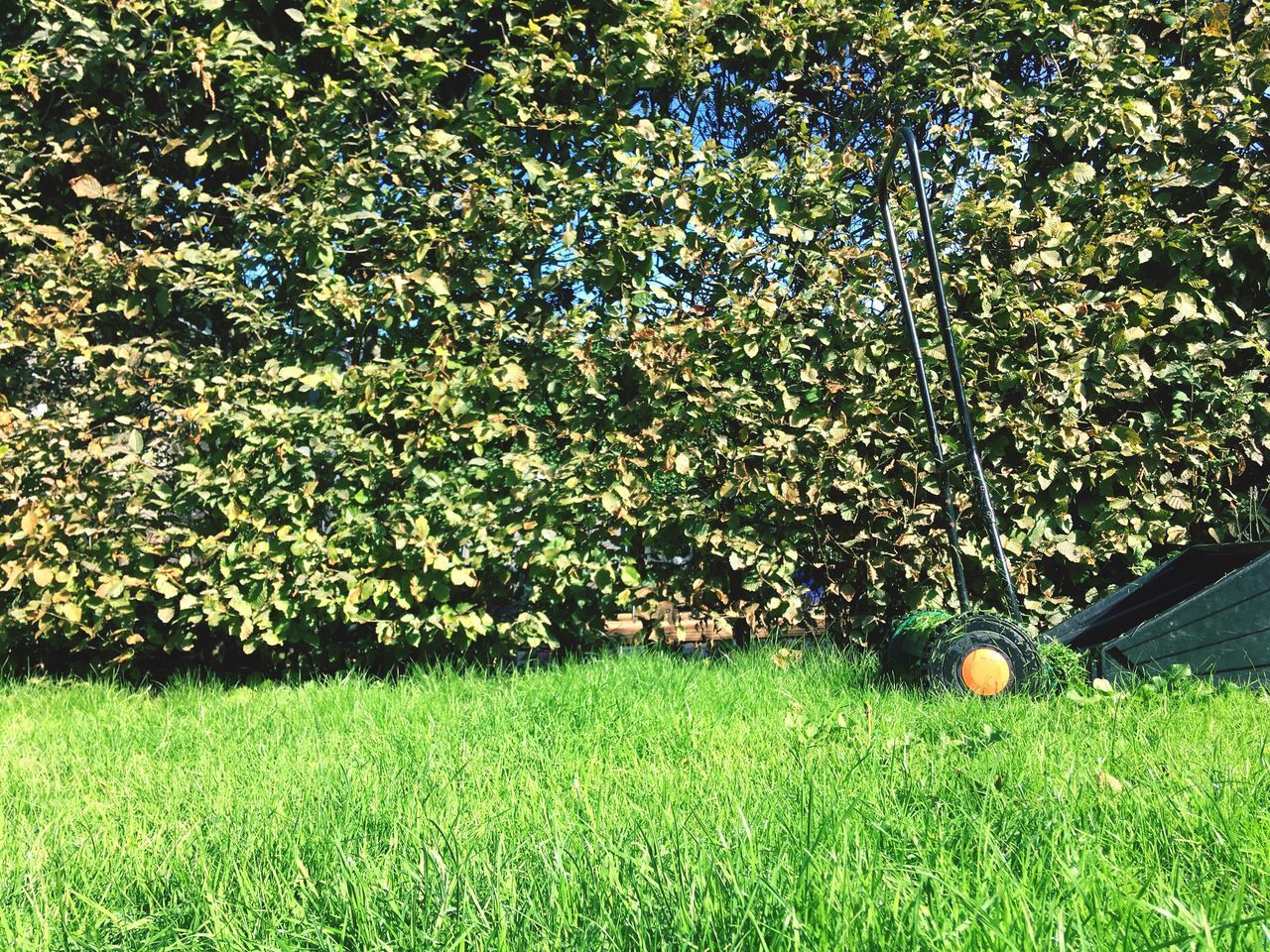 TREES GROWING IN FIELD