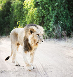  wild animal walking on a road