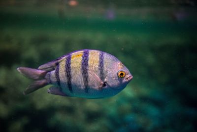 Close-up of fish swimming in aquarium