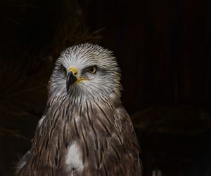 Close-up portrait of eagle against black background