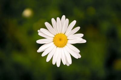 Close-up of white flower blooming outdoors