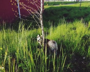 Sheep in a field