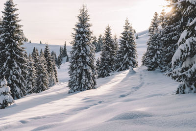 Panoramic view of snow covered landscape