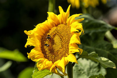 Close-up of insects pollinating on sunflower