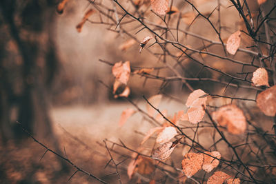 Close-up of autumn leaves on tree