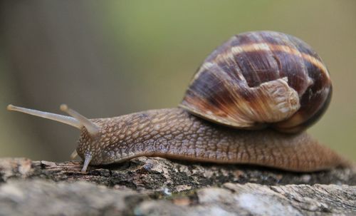 Close-up of snail on rock