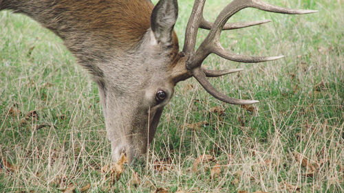 Deer grazing on grassy field