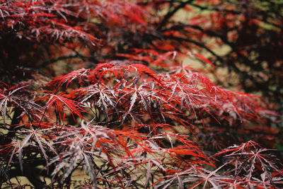 Close-up of wilted plant during autumn