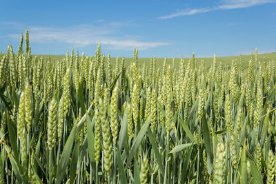 Crops growing on field against sky