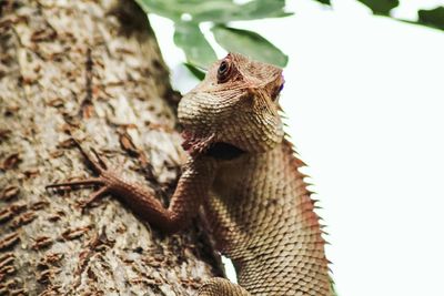 Close-up of lizard on tree trunk