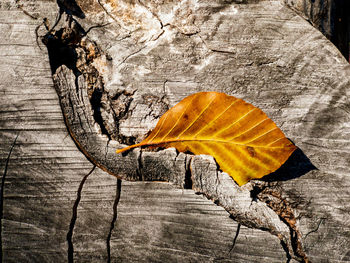 High angle view of dry leaves on wood