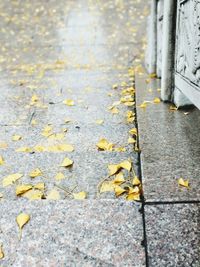 High angle view of yellow leaves on street