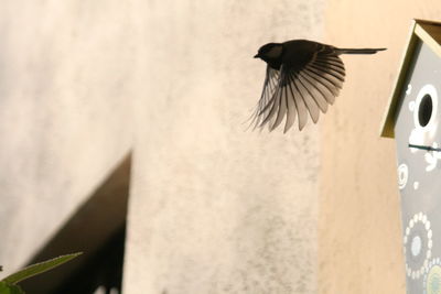 Bird flying over white background