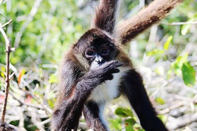 Close-up of monkey on tree