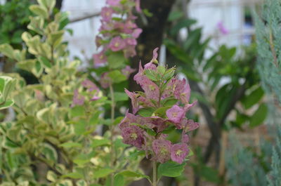 Close-up of pink flowers blooming outdoors