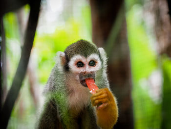 Portrait of monkey on tree in forest