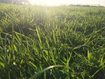 Wheat growing on field